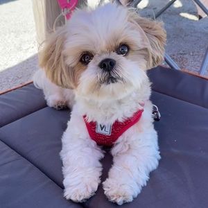 Meet your Posher, Dana